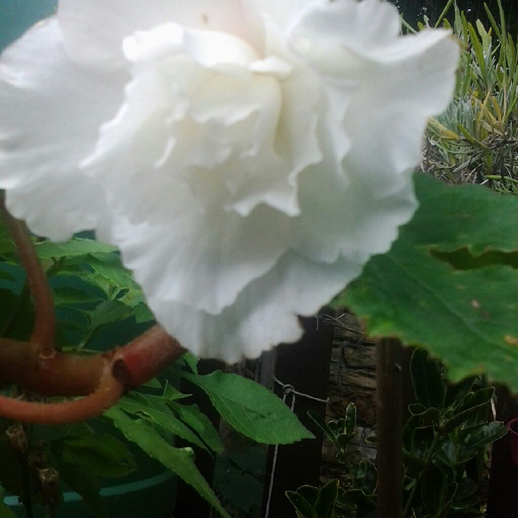 Tuberous Begonia