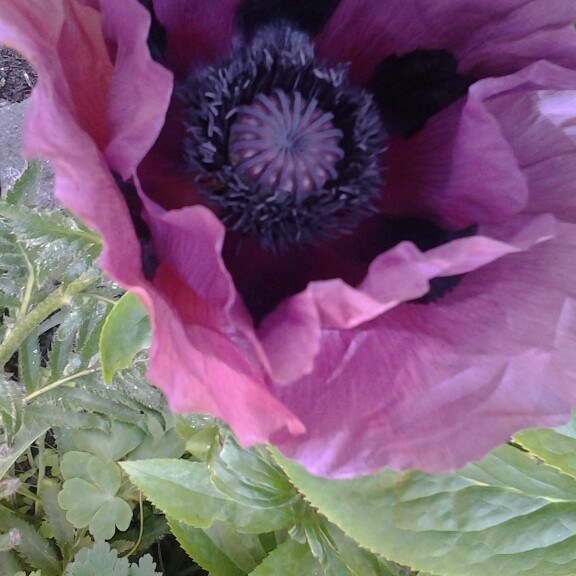 Long headed poppy