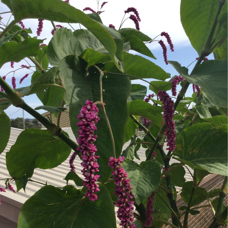 Himalayan Honeysuckle