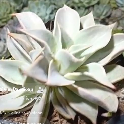 Plant image Echeveria Madiba