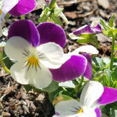 Pansy