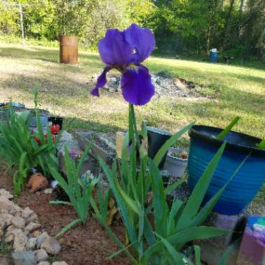 Bearded Iris