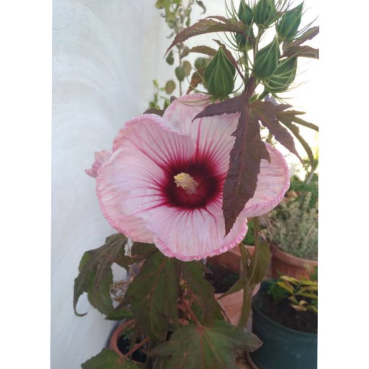 Plant image Hibiscus moscheutos 'Cherry Cheesecake'