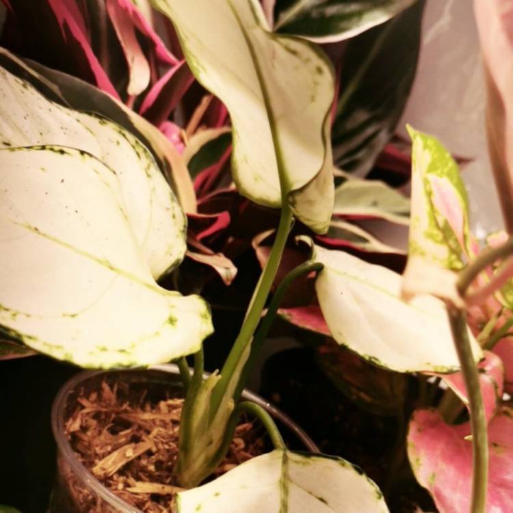 Plant image Aglaonema Super White 