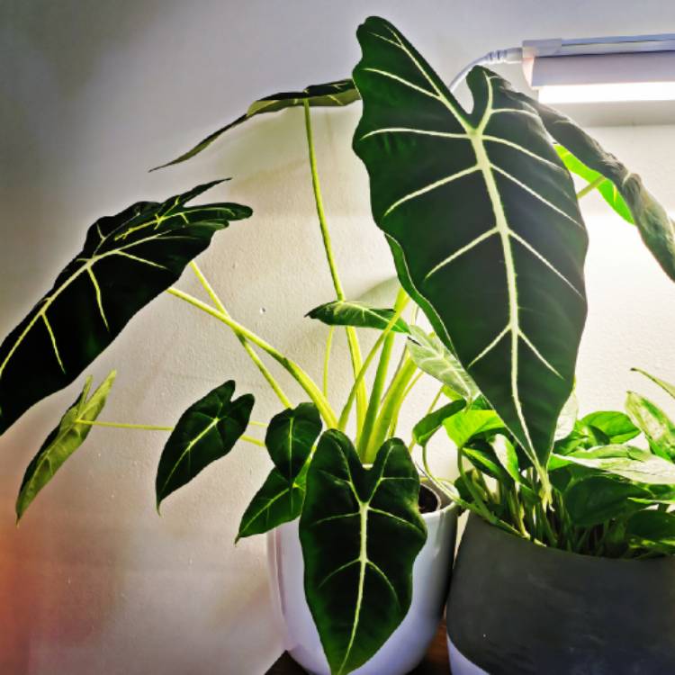 Plant image Alocasia Micholitziana 'Frydek'