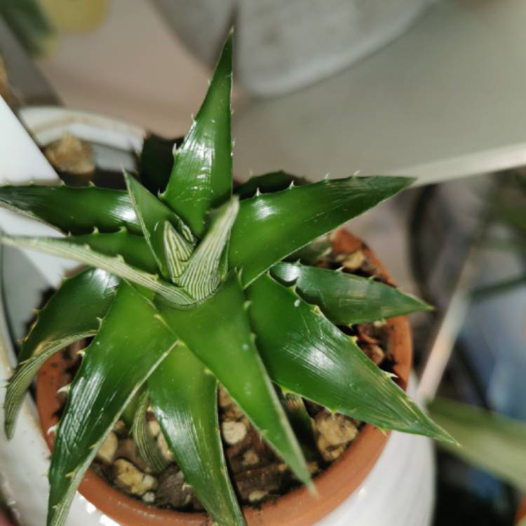 Plant image Dyckia Brevifolia