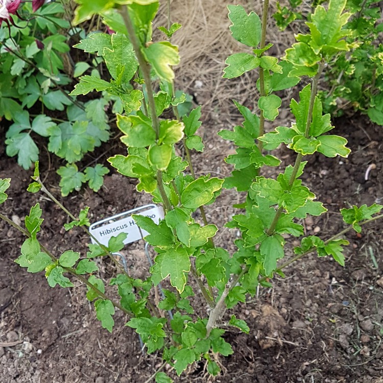 Plant image Hibiscus syriacus 'Hamabo'