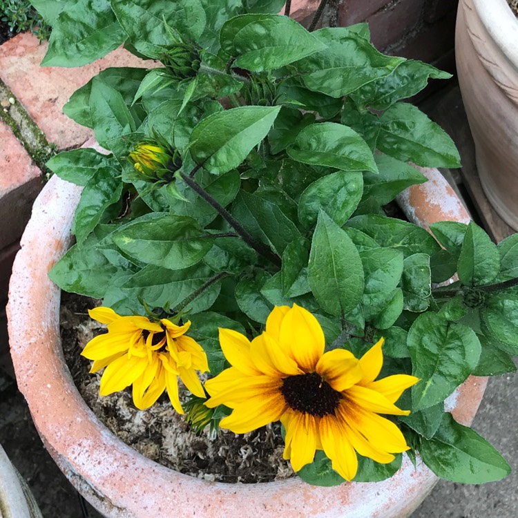 Plant image Helianthus 'SunBelievable™ Brown Eyed Girl'