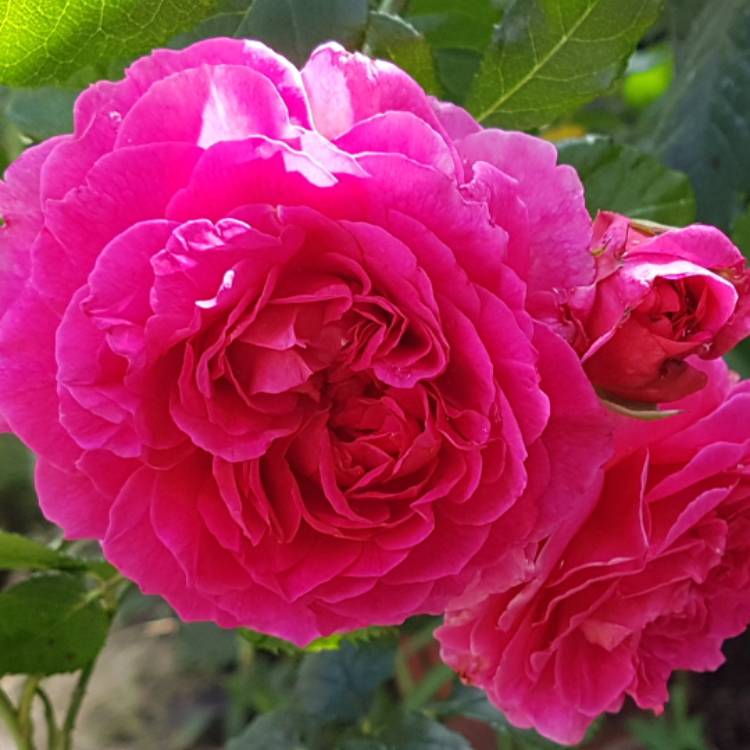 Plant image Rosa 'Auscrowd' syn. Rosa 'Gabriel Oak'