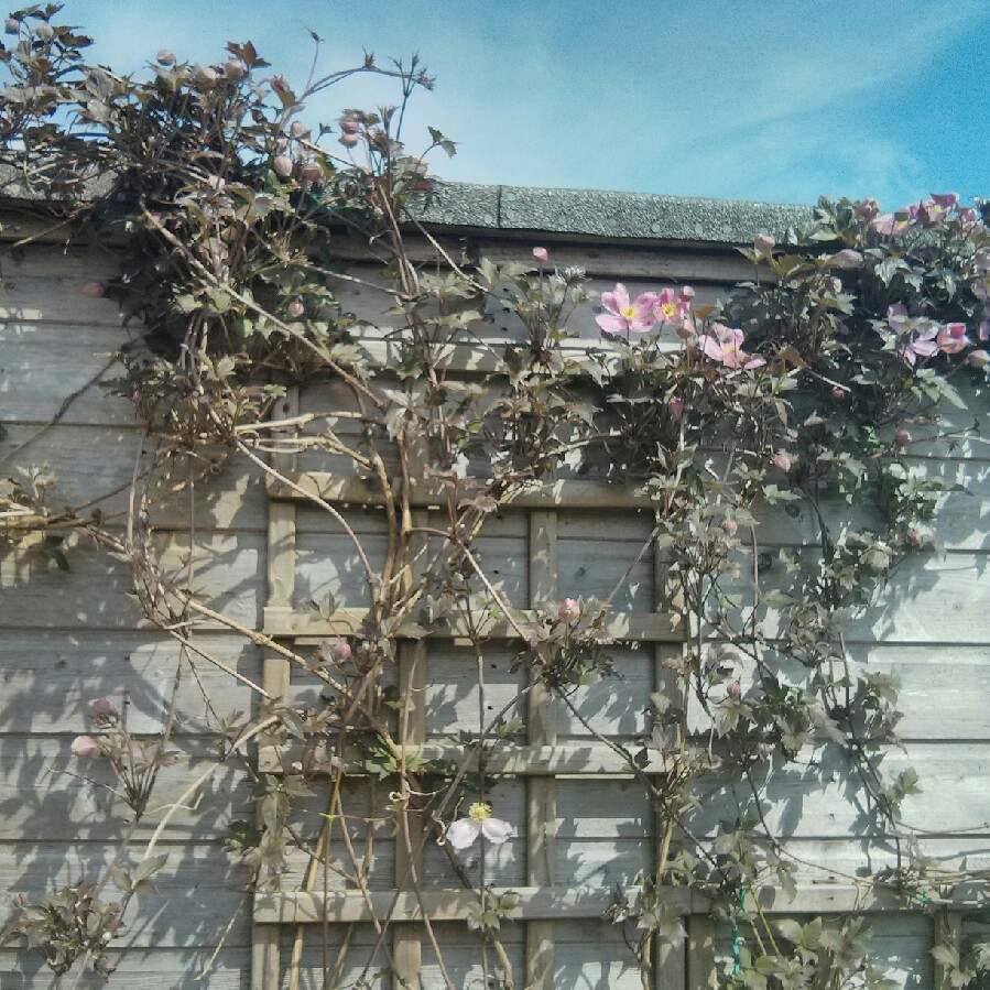 Plant image Clematis montana 'Freda'