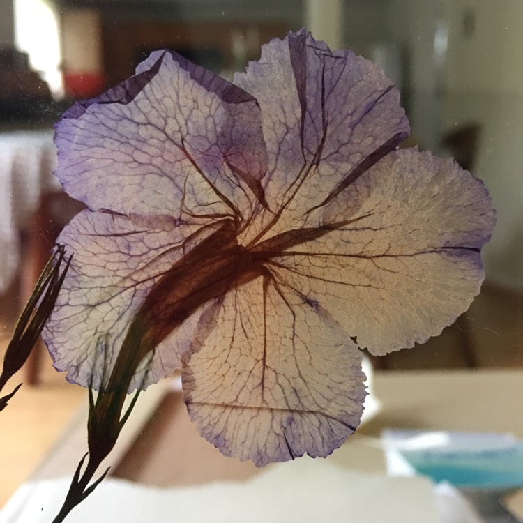 Plant image Ruellia brittoniana 'Purple Showers'