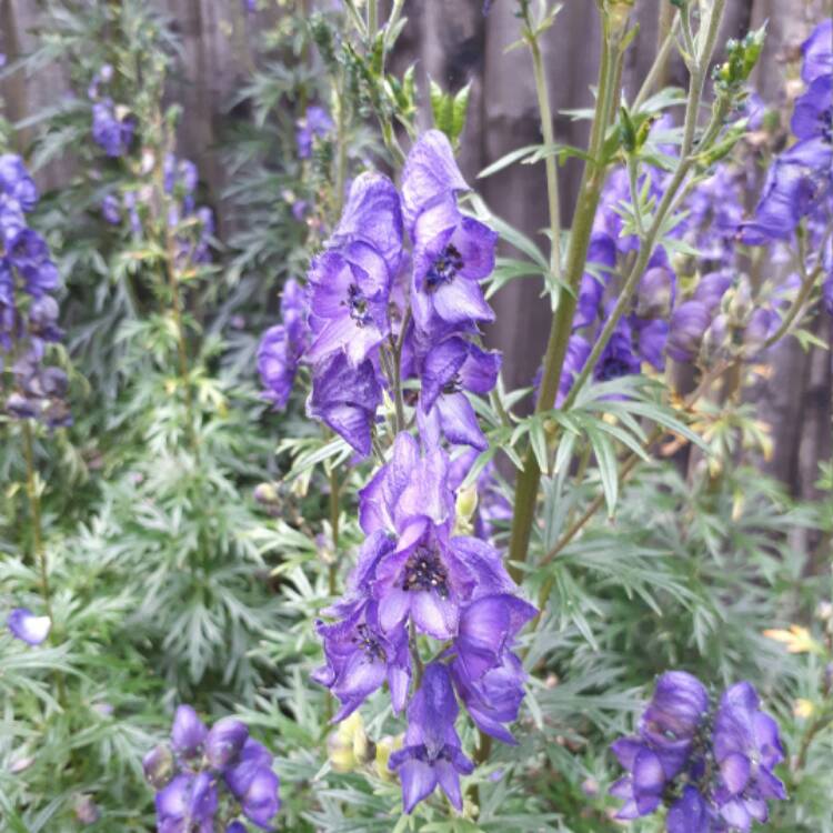 Plant image Aconitum carmichaelii 'Barkers Variety'