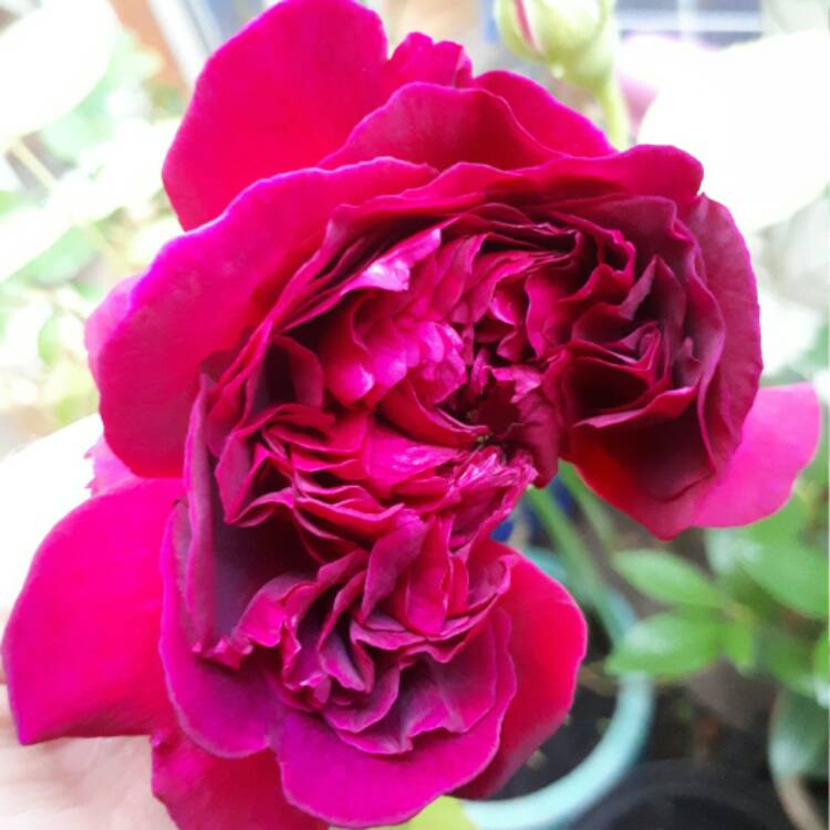 Plant image Rosa 'Ausroyal' syn. Rosa 'William Shakespeare'