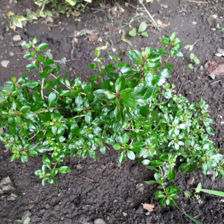 Plant image Escallonia 'Red Dream'