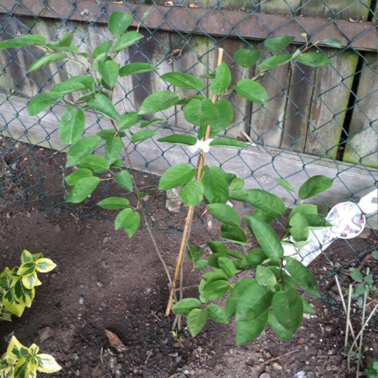 Plant image Amelanchier canadensis