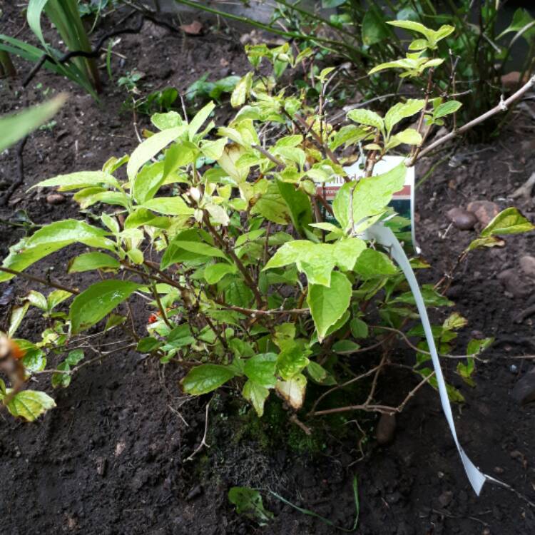 Plant image Philadelphus coronarius 'Aureus'