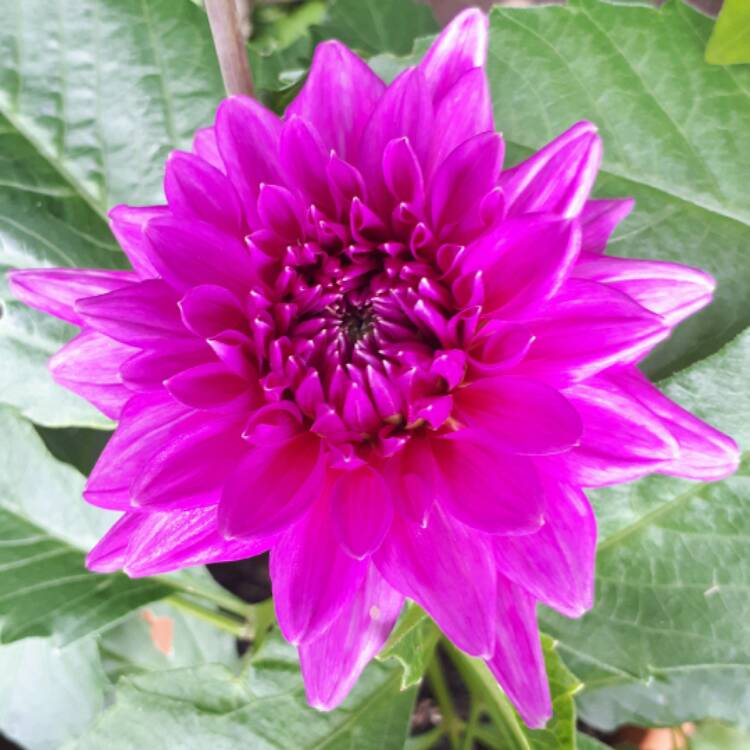 Dahlia 'Claudette', Dahlia 'Claudette' (Decorative) - uploaded by ...