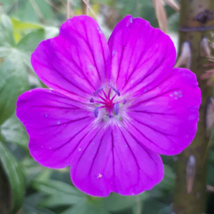 Plant image Geranium sanguineum