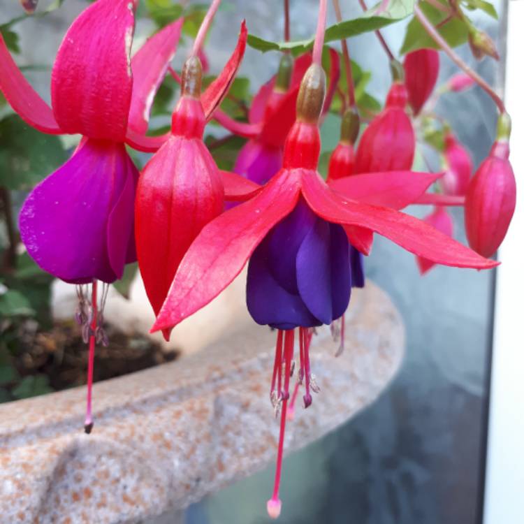 Plant image Fuchsia 'Angela'