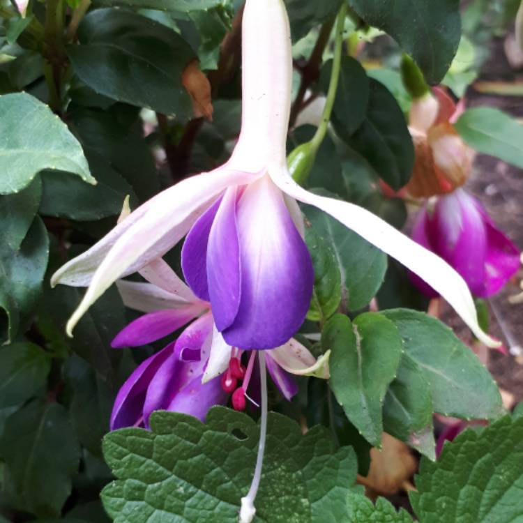 Plant image Fuchsia 'Carmel Blue'