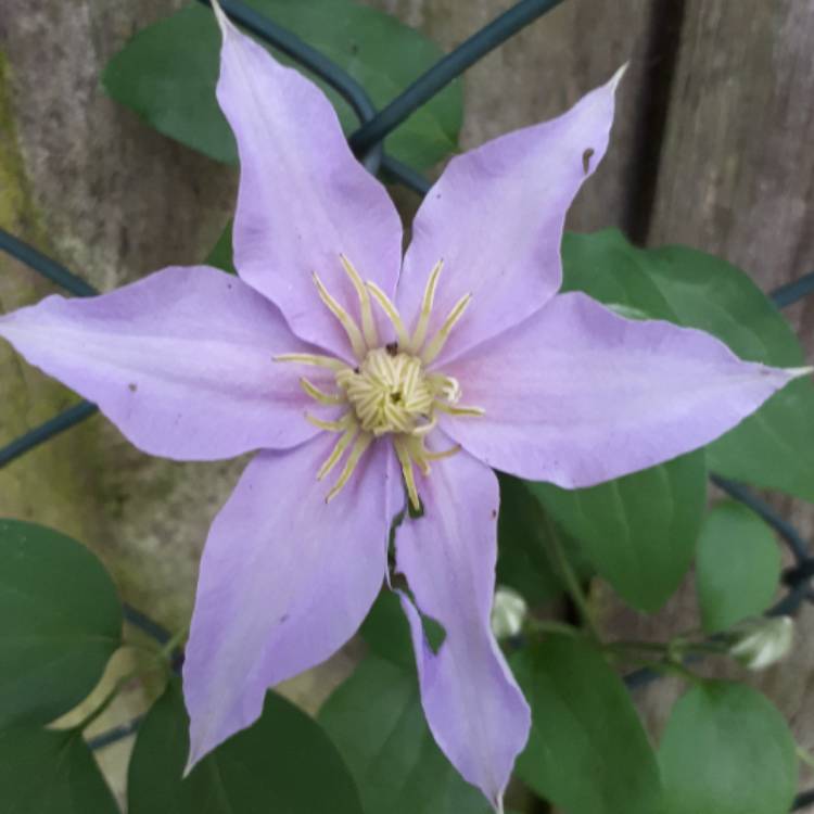 Plant image Clematis viticella 'Justa'