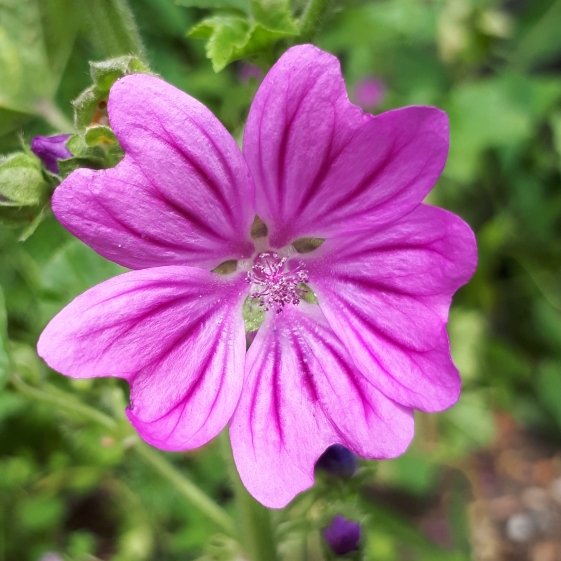 Plant image Malva sylvestris