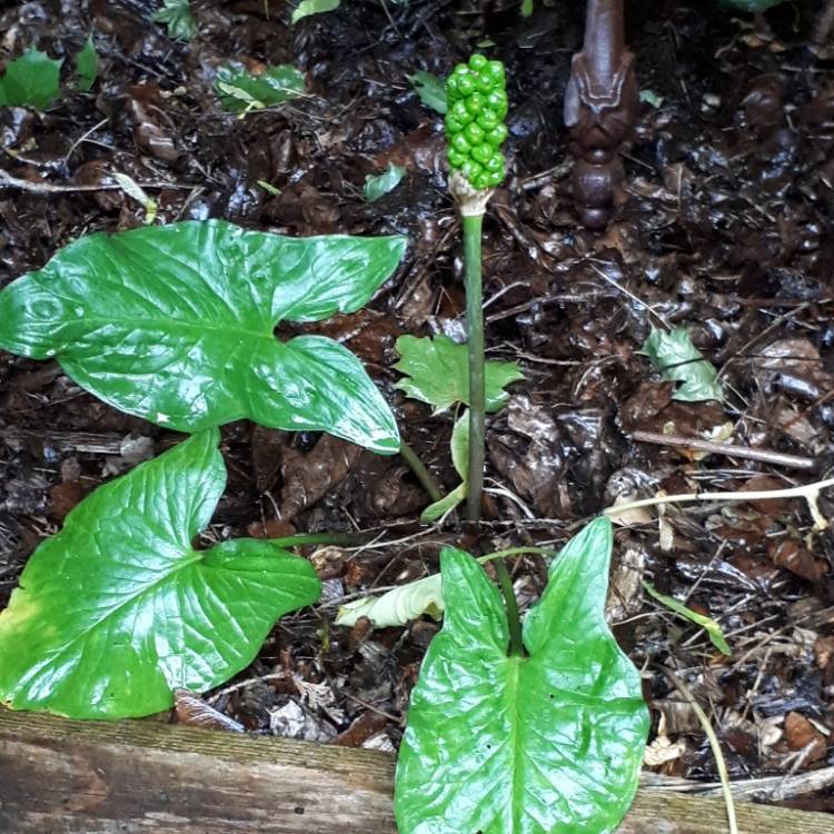 Plant image Arum italicum