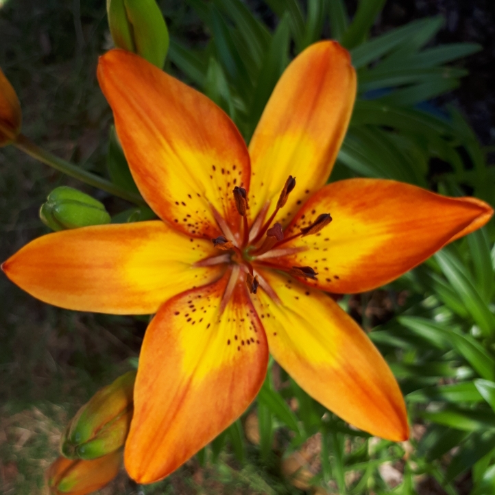 Lilium Asiatica 'Winning Joy', Asiatic Lily 'Winning Joy' - uploaded by ...