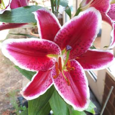 Lily 'Dazzler' (Oriental)