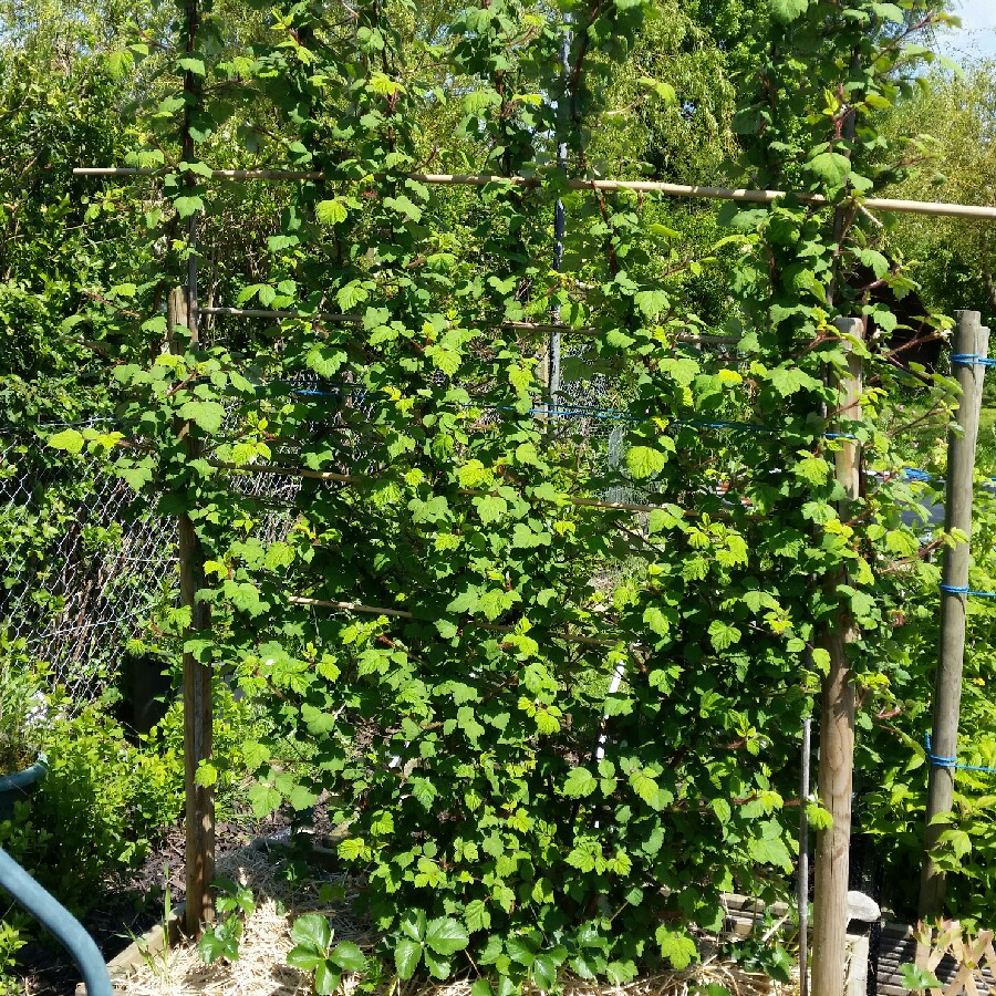 Japanese Wineberry