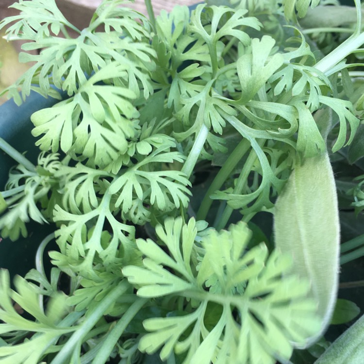 Plant image Artemisia absinthium 'Lambrook Silver'