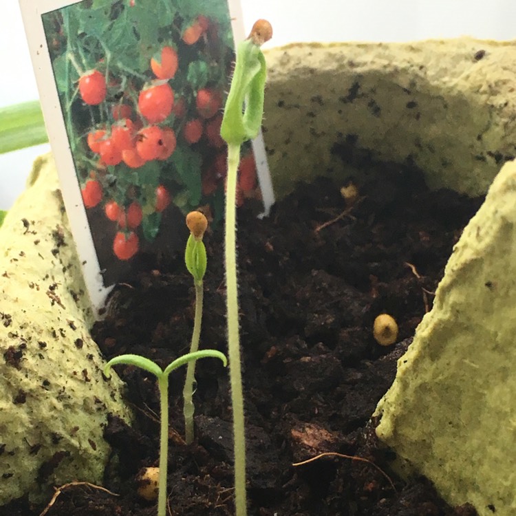 Plant image Solanum lycopersicum 'Tumbling Tom'