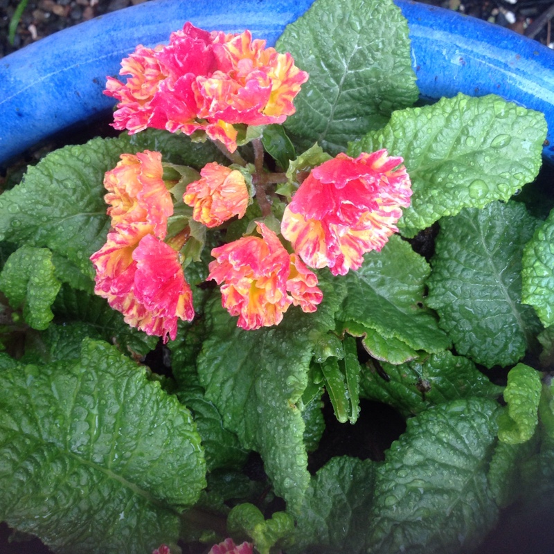 Polyanthus 'Fire dragon'