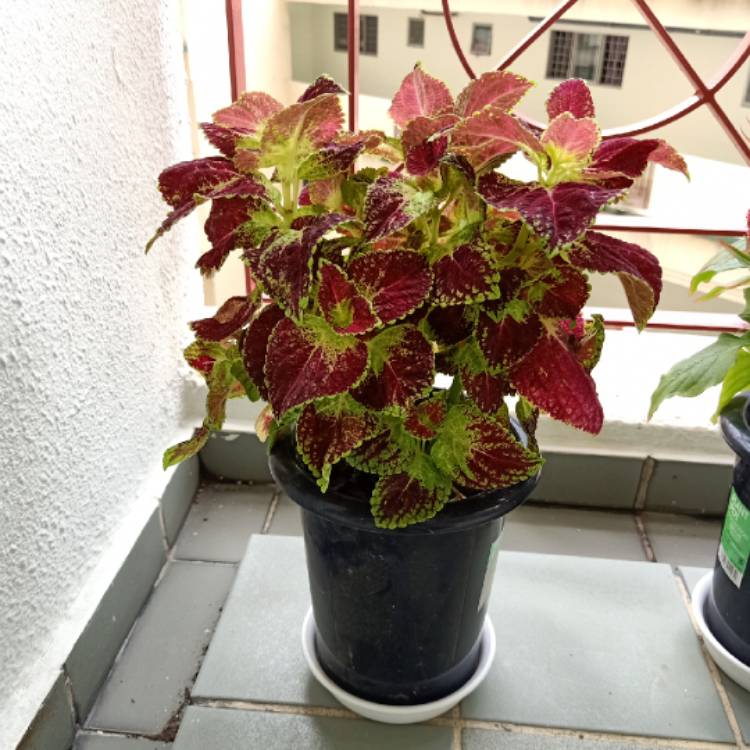 Plant image Plectranthus scutellarioides 'Crimson Gold'