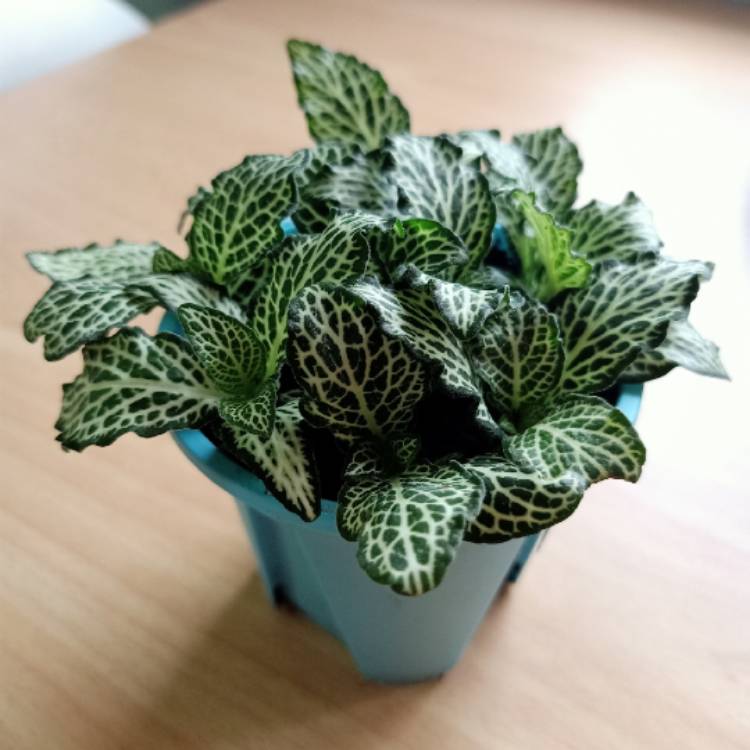 Plant image Fittonia argyroneura 'White Anne'