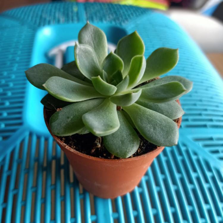 Plant image Echeveria Acacia Ponds