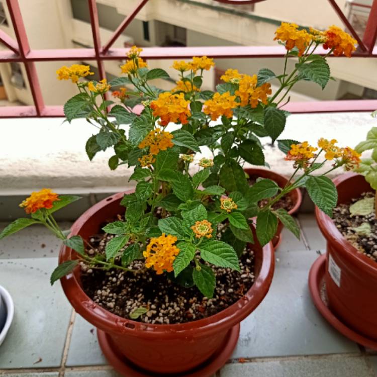 Plant image Lantana camara 'Miss Huff'