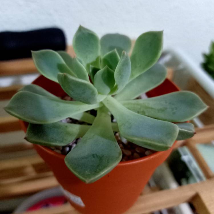 Plant image Echeveria Acacia Ponds