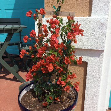 Bougainvillea