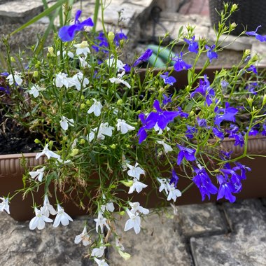 Trailing Lobelia