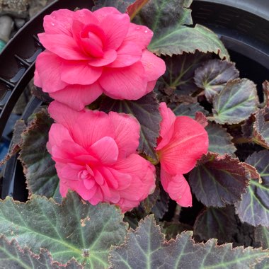 Begonia 'Blitz'