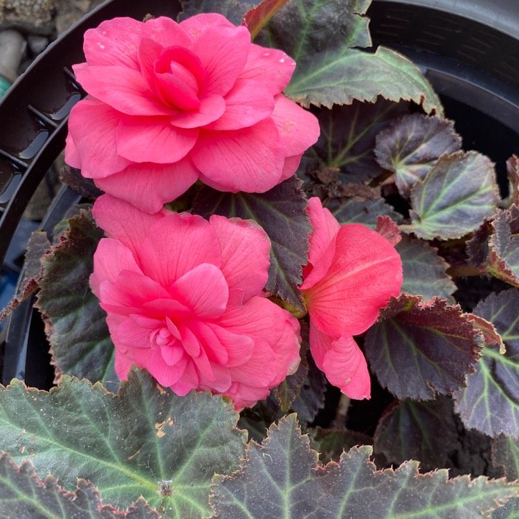 Plant image Begonia x hiemalis 'Blitz'