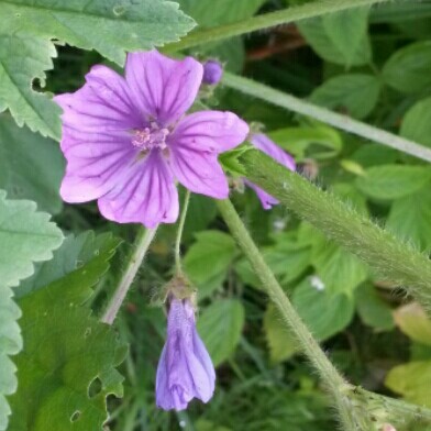 Plant image Malva sylvestris