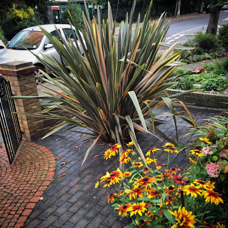 Plant image Phormium 'Evening Glow'