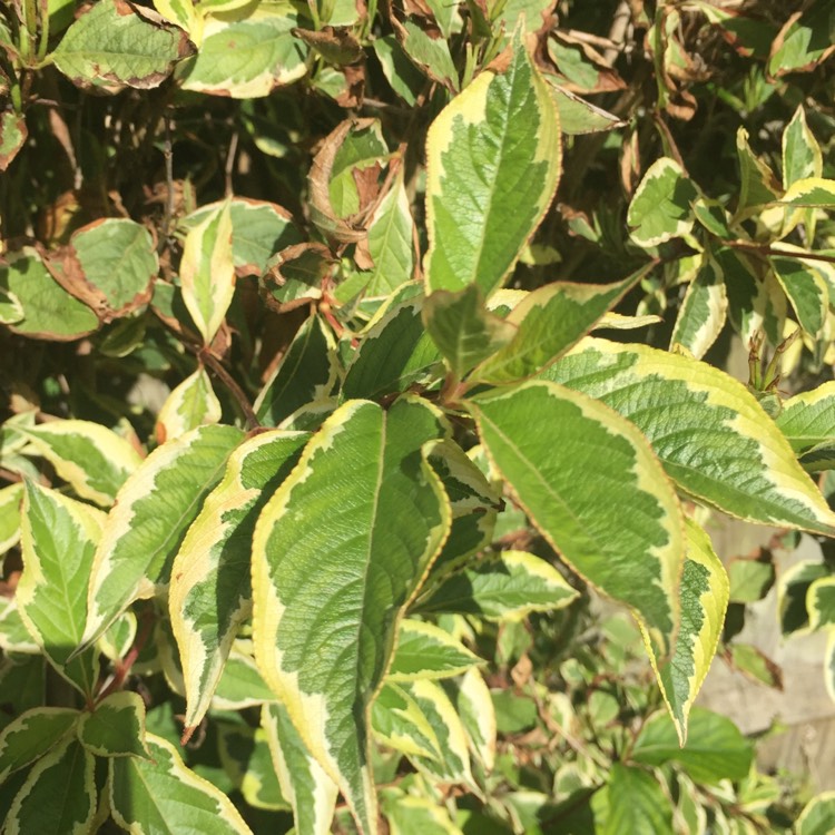 Plant image Weigela 'Kosteriana Variegata'