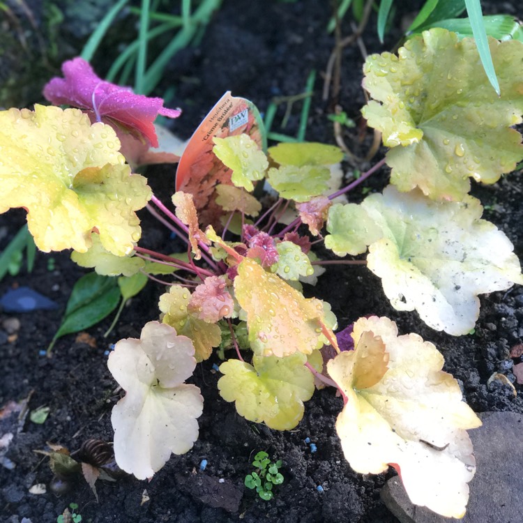 Plant image Heuchera Dolce 'Crème Brûlée'