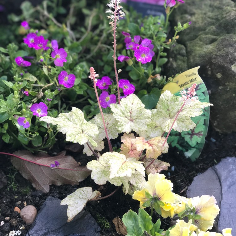 Plant image Tiarella cordifolia