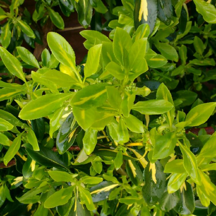 Plant image Euonymus fortunei 'Coloratus'