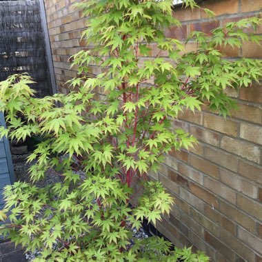 Coral Bark Maple 'Sango-Kaku'