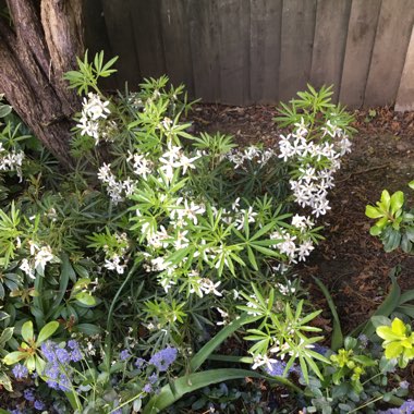 Mexican Orange Blossom 'White Dazzler'